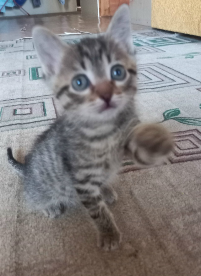 Отдам котенка,мальчик.89530016329