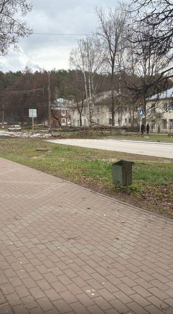 ❗Островского, сегодня дерево перекрыло дорогу
