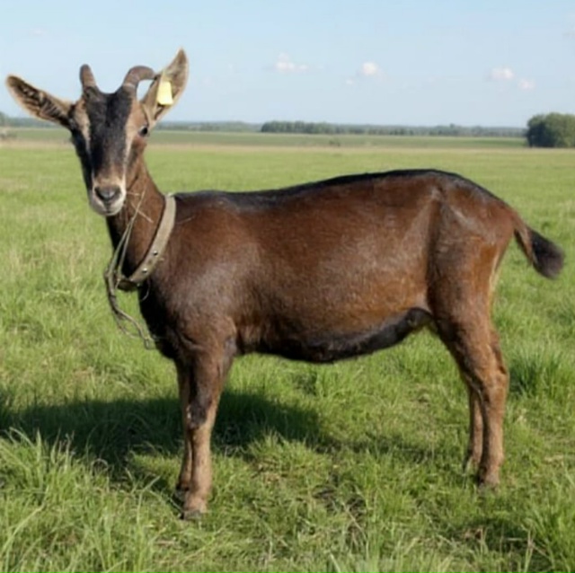 Продается козочка альпо-чешка, от высокоудойных родит?...