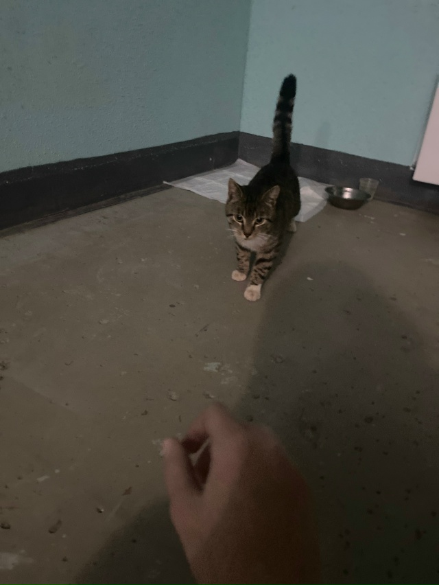 здравствуйте,никто ли не терял молодого котика?мальчи?...