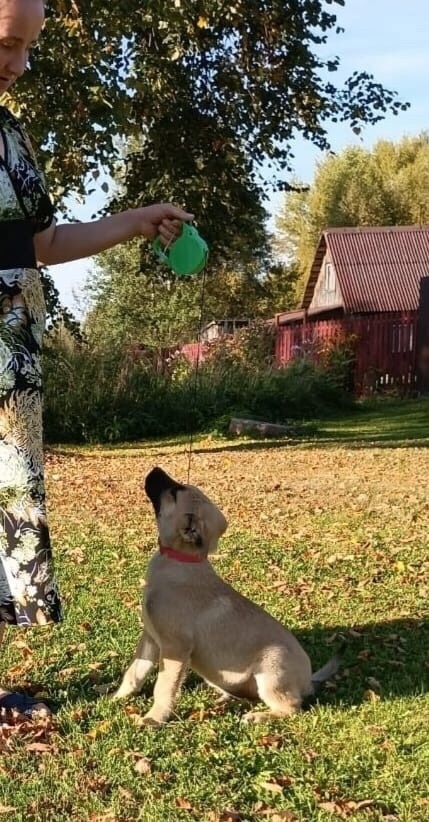 ?ДВА МАЛЬЧИКА-КРАСАВЧИКА ИЩУТ ДОМ!?
Щенкам -малышам ?...