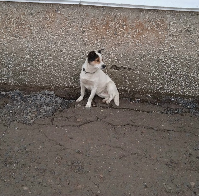 В организацию на ул.Московской пришла собачка, два оше?...