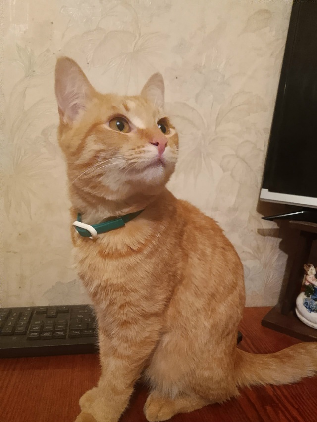 Кто потерял котика молодого? На Центральном пр.5 в прод?...