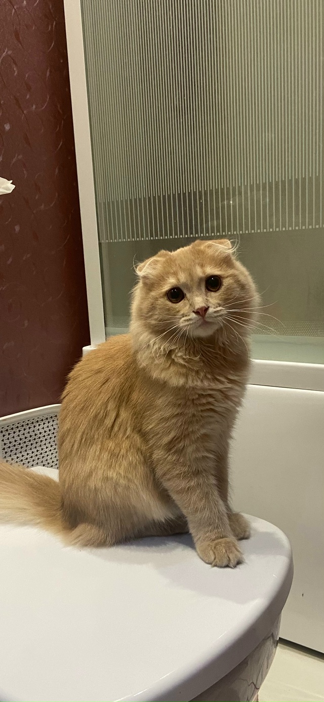 Пропал кот,район ул.Крисанова,ул.Пионеров,ул.Тракторис...