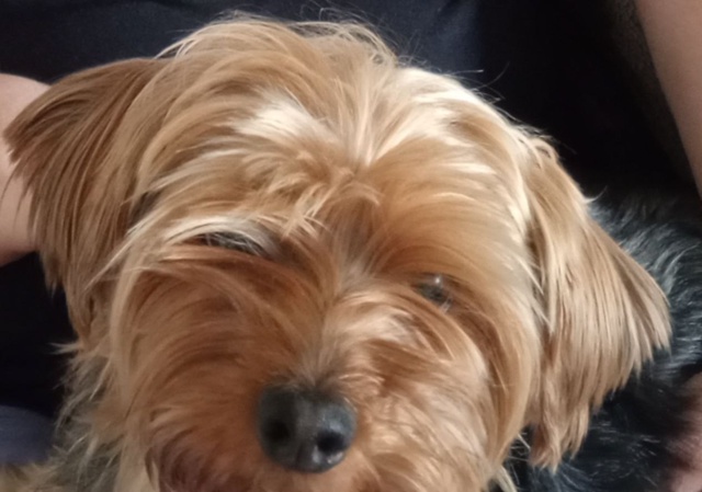 Помогите найти друга!!! 2 октября пропала собака йоркши?...