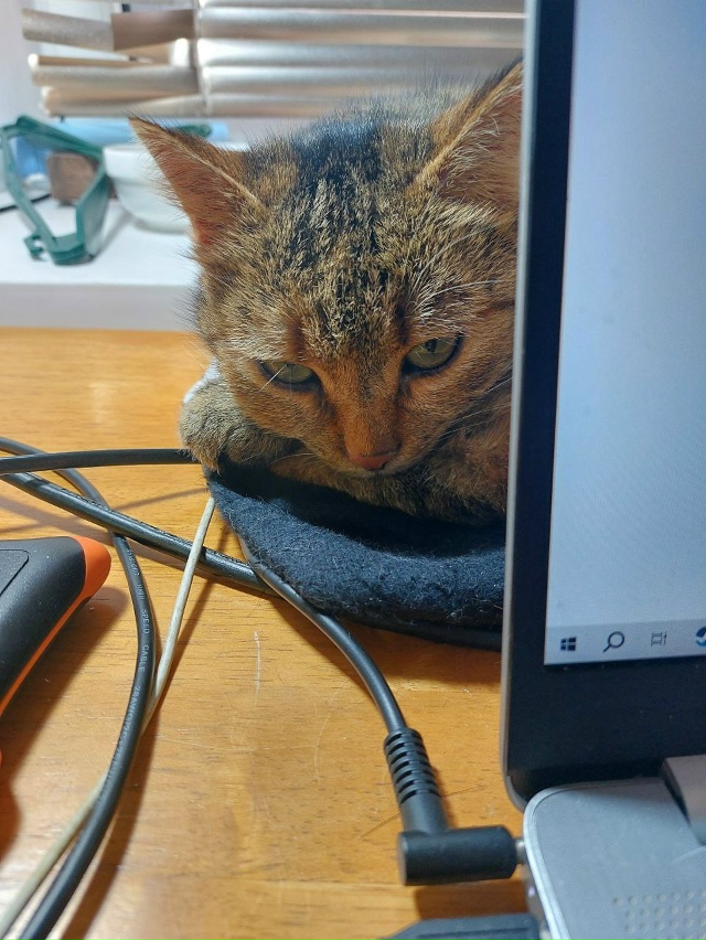 Пропала кошка
Отзывается на имя Соня
Пропала в районе...