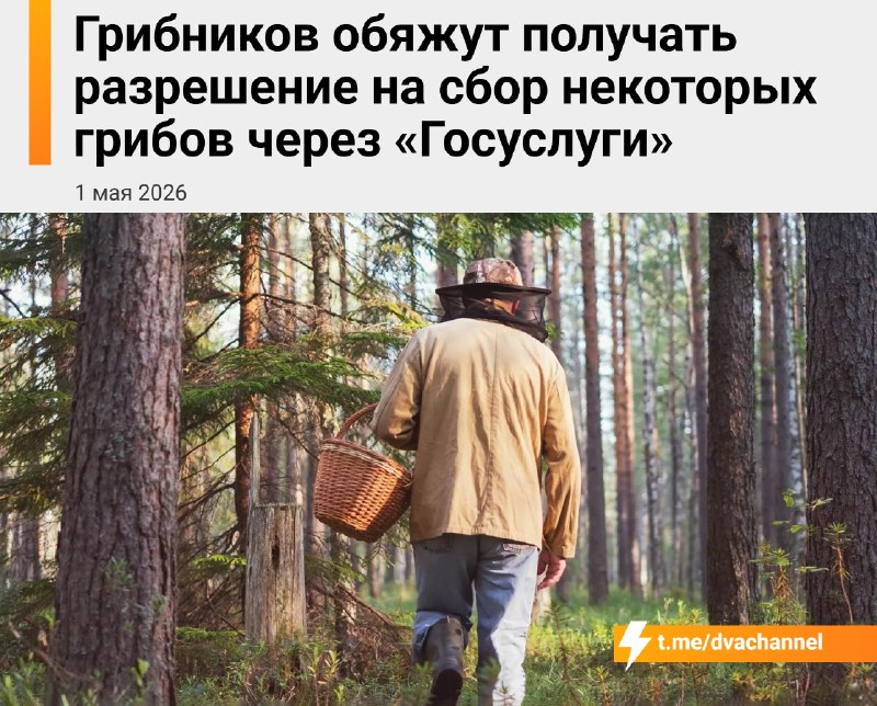 ❗️Россиян будут сажать в тюрьму за сбор грибов без получения разрешения на «Госуслугах»
С 1 сентябр