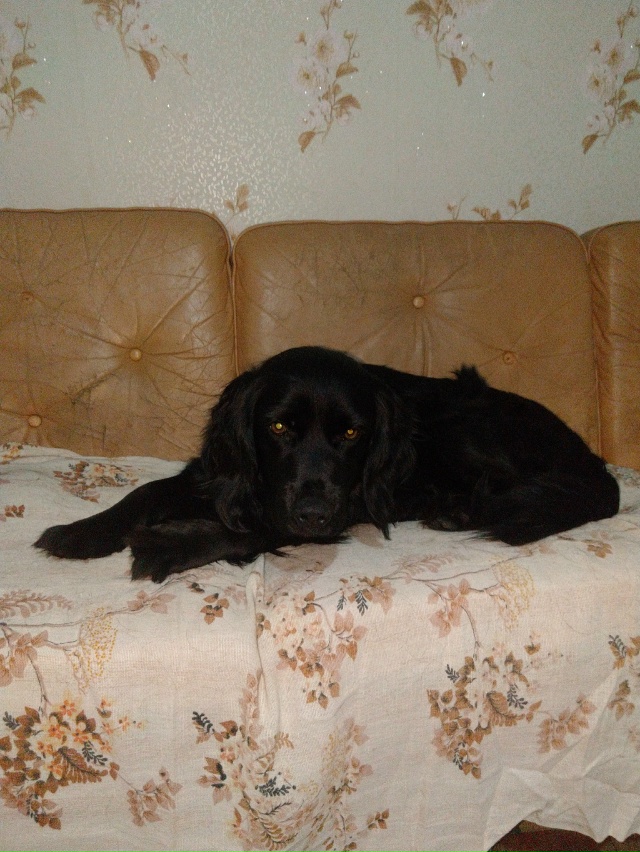 Здравствуйте уважаемые жители города Остров! Продолжа...