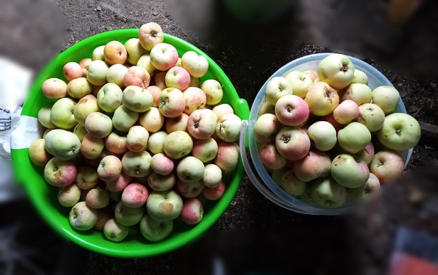 Продам яблоки: сочные, сладкие, экологически чистые 🙂;...