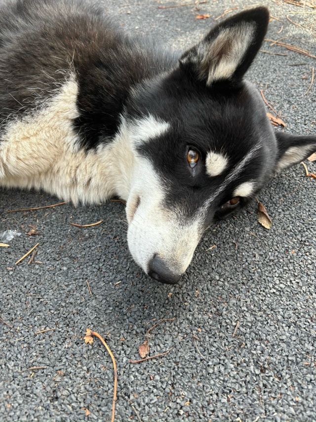 Никто не потерял собакена в Троицком парке на детской ?...