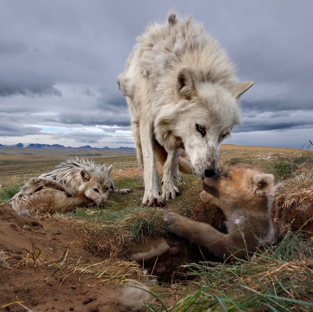Фотоловушка запечатлела редкий и трогательный момент ...
