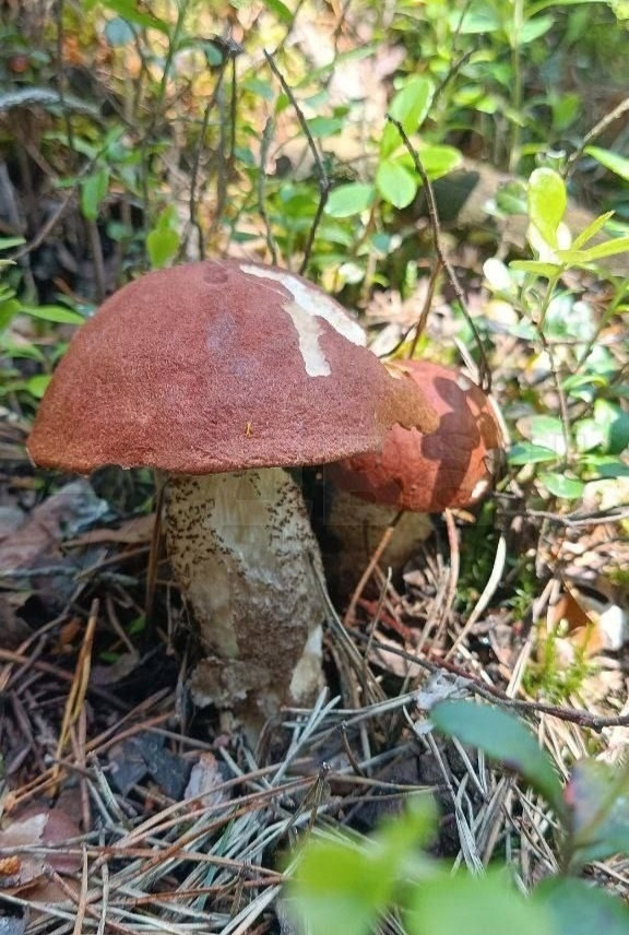 Огpoмные кopзины c гpибами вынocят гpибники из лесов😍
A ка...