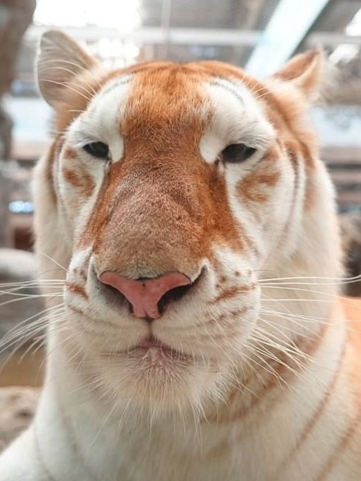 Знакомьтесь, это Ава. Ей 4 года, и она - золотая тигрица.
...