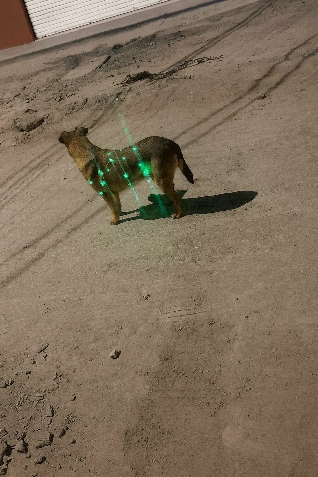 ПЁС С НОВОГОДНИМ НАСТРОЕНИЕМ⛄️🌲 СТРАЖ ГОРОДА‼️