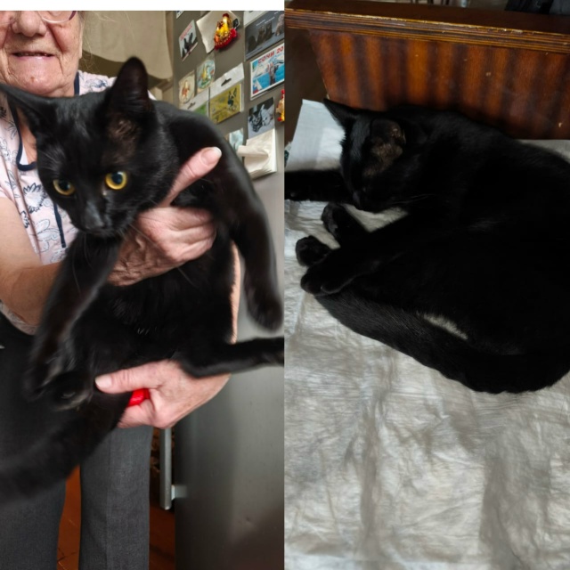 Найден кот в районе ул.Оплеснина.Кот ласковый,чистеньк...