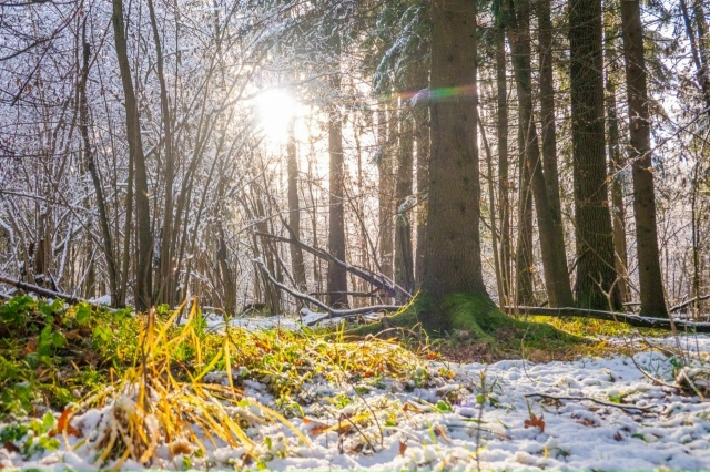 Парк «Лосиный остров»
Лосиный остров расположен на т...