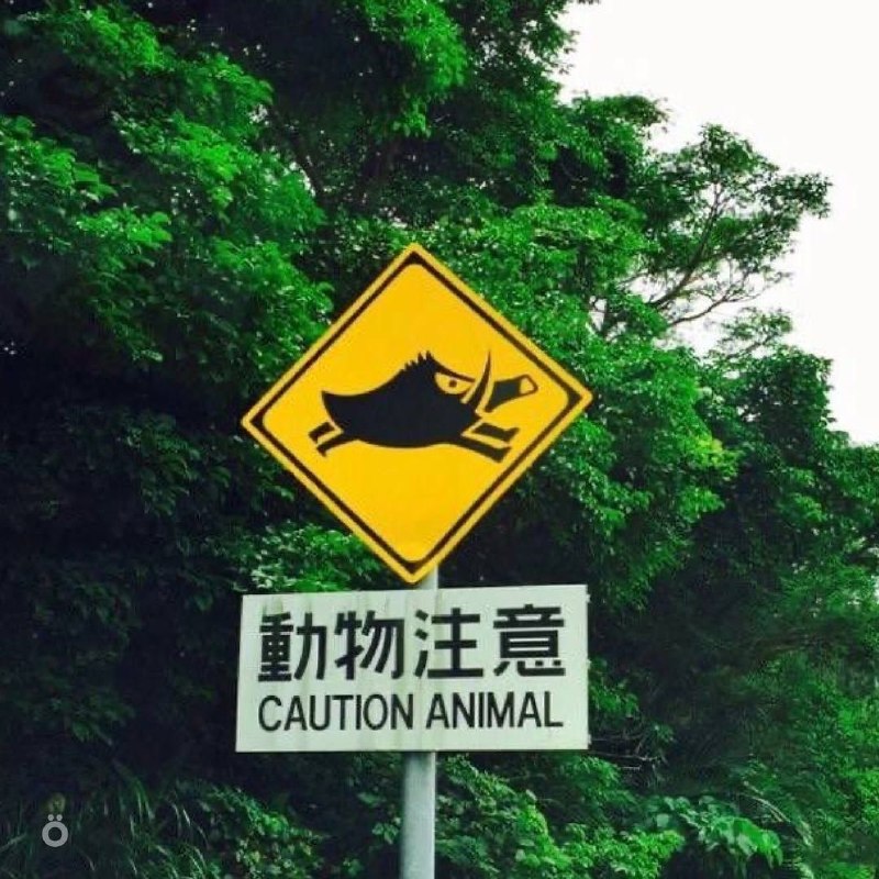 В Японии дорожные знаки предупреждают не только о поворотах и машинах, но и о животных — на трассах