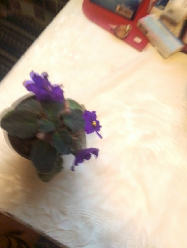 Анонимно
Продам фиалки, в плошках, цветущие,не требуют...