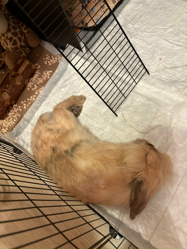 добрый день. отдам кролика мальчика в добрые руки. рано...