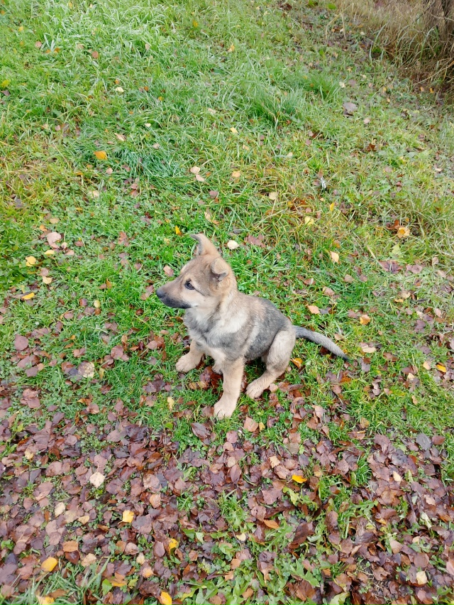 В районе третьей школы бегать щенок девочка.