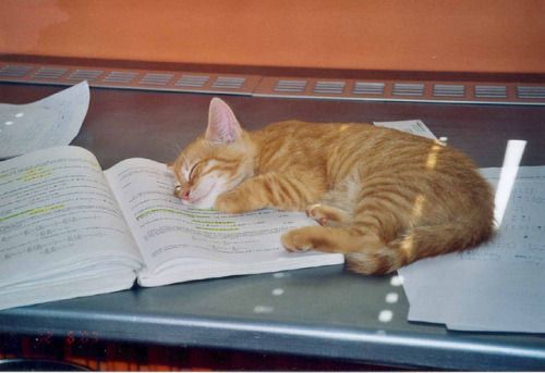 С днём знаний, товарищи котеникИ!