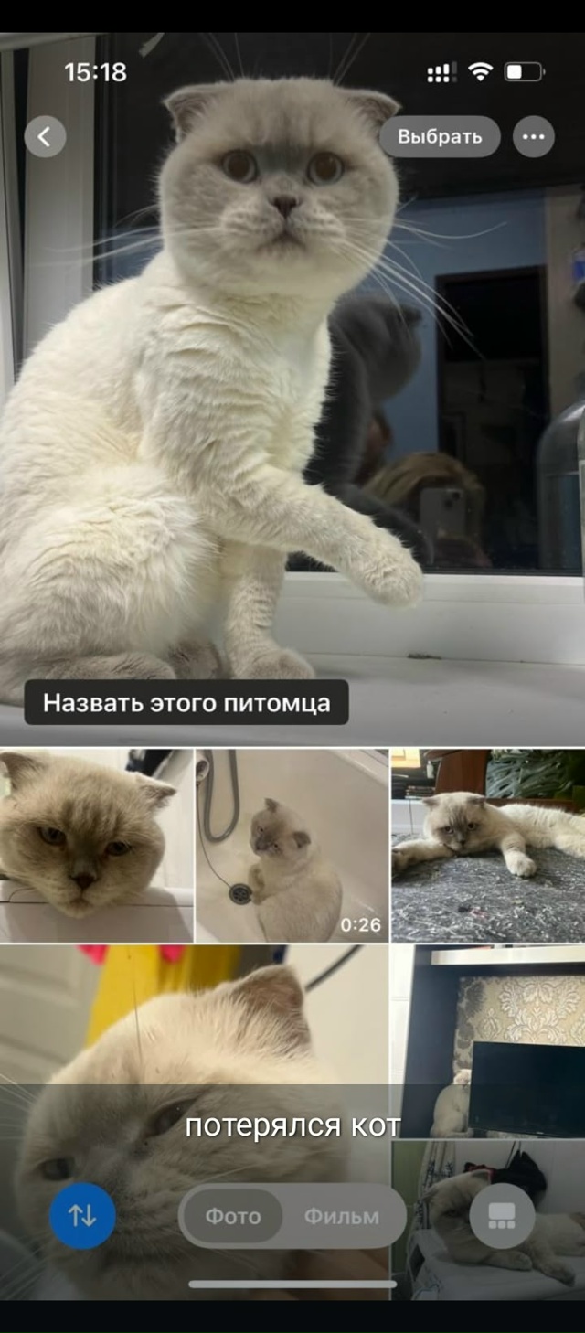 Пропал кот, на шенхаи, всем кто видел пишите в сообщени?...