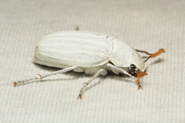 Это, на секундочку, самый белый жук в мире (никакого рас...