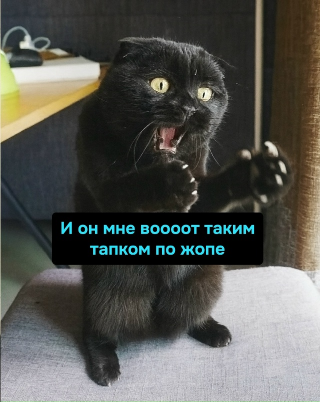 Кошачья жизнь: за говно — тапок, за порядок — тапок. Ка?...