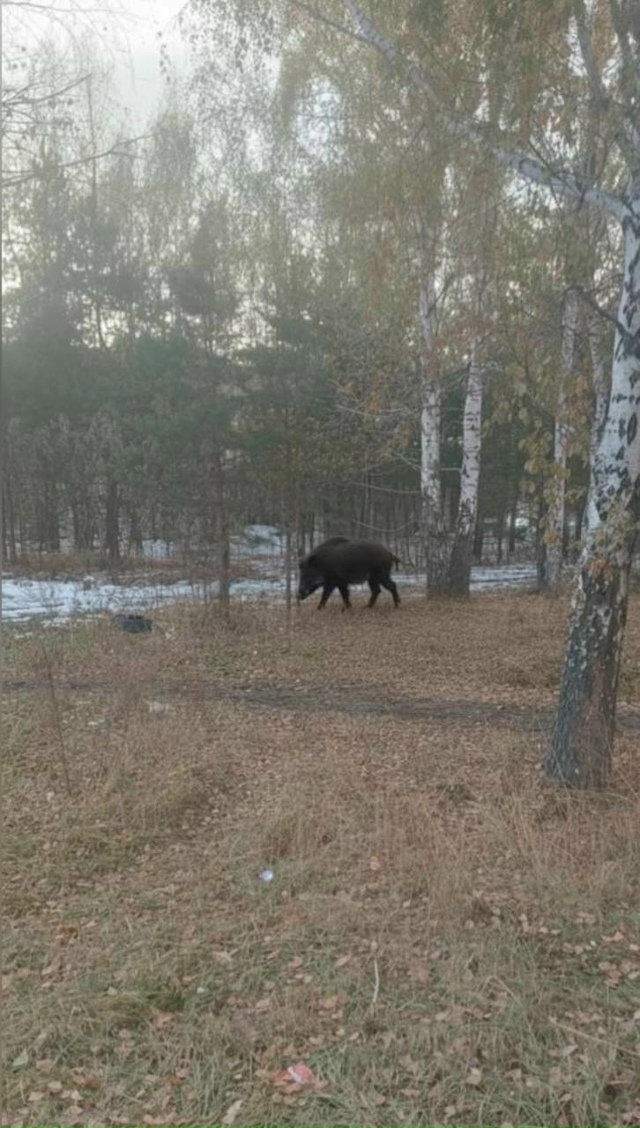 Ηa Стpижaх мecтныe житeли зaмeтили кaбaнa