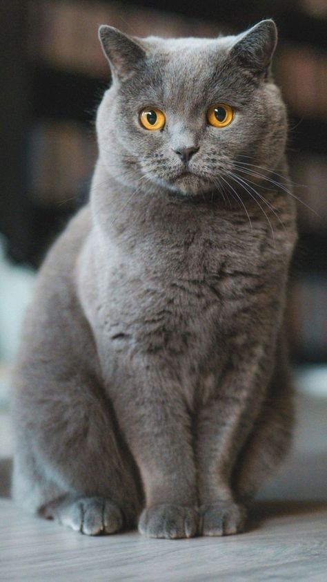 Здравствуйте!
Ищу донора для кошки, нужна кровь группы...