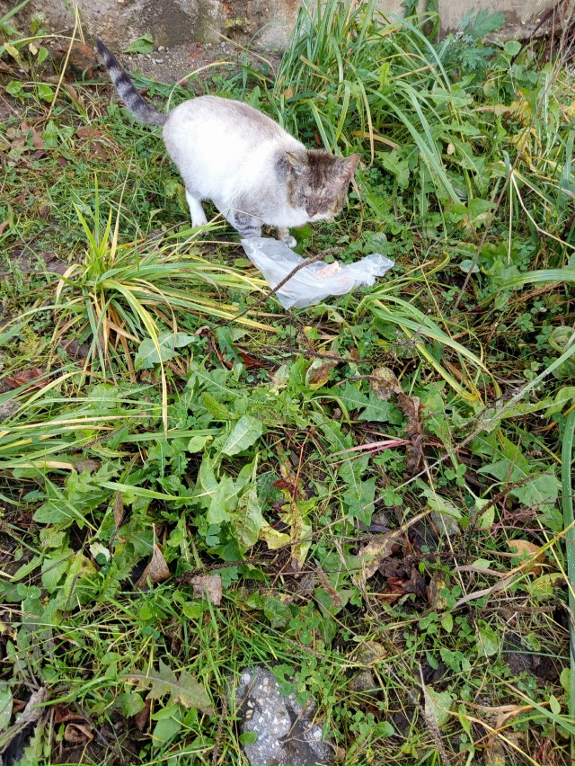 Добрый день. К магазину Кенгуру прибился котик, пожалу?...