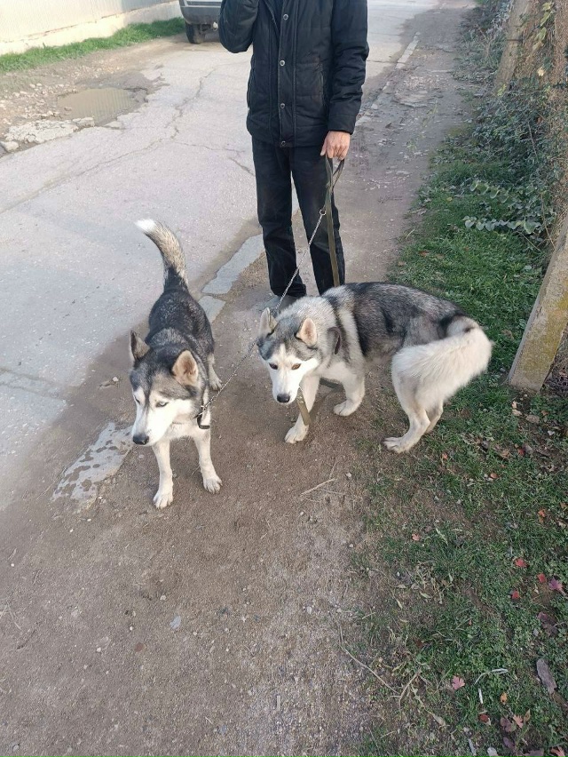 На территории СНТ Отдых нашлись две хаски! Может кто-то...