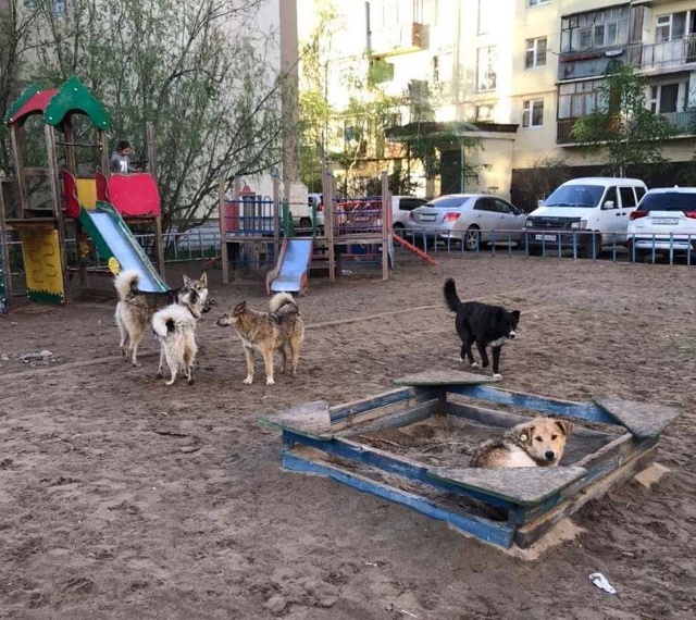 ❗️ Закон о запрете подкармливать бездомных собак воз?...