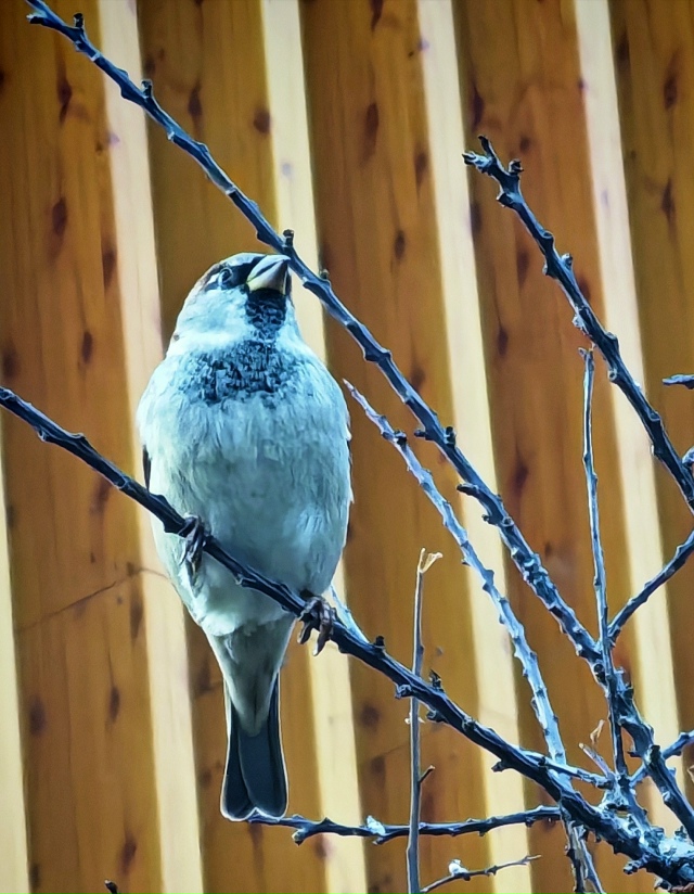 Дoмики для птичeк