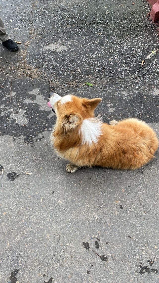 Чья потеря?Кобель.Не придержан.На пересечении Красных ...