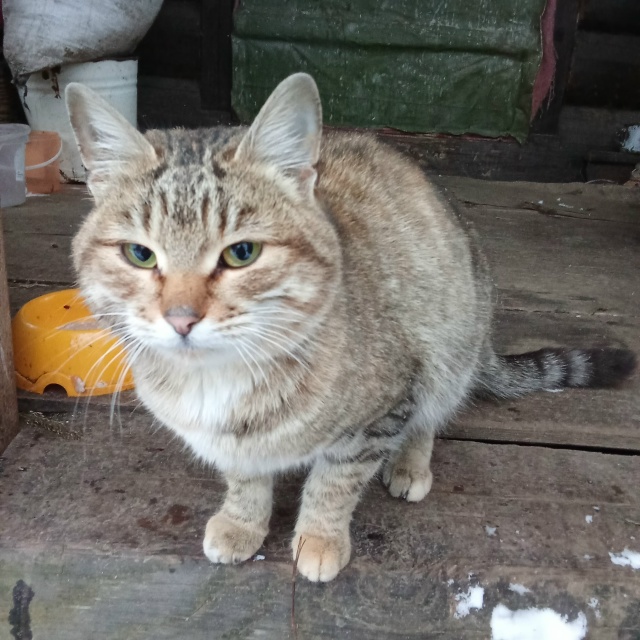 Прибилась к нам в деревню, худая, ласковая. Вчера вышла ...