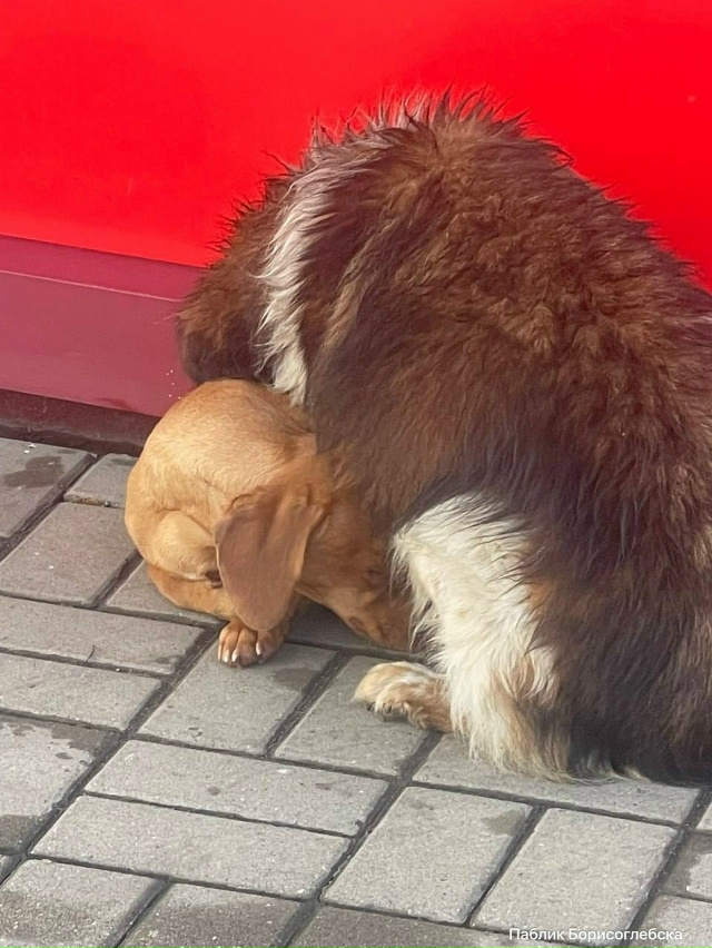 Минутка милоты ♥️ В Борисоглебске бездомная собака г?...