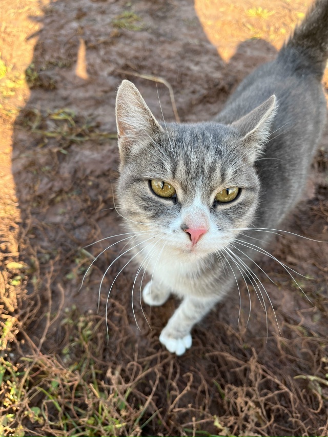 Чья кошечка? Второй день сидит у дома, плачет. Розовый о...