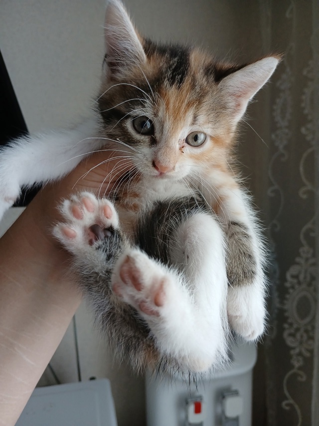 Отдам котят!чёрный мальчик,серенькая и трехцветная де?...