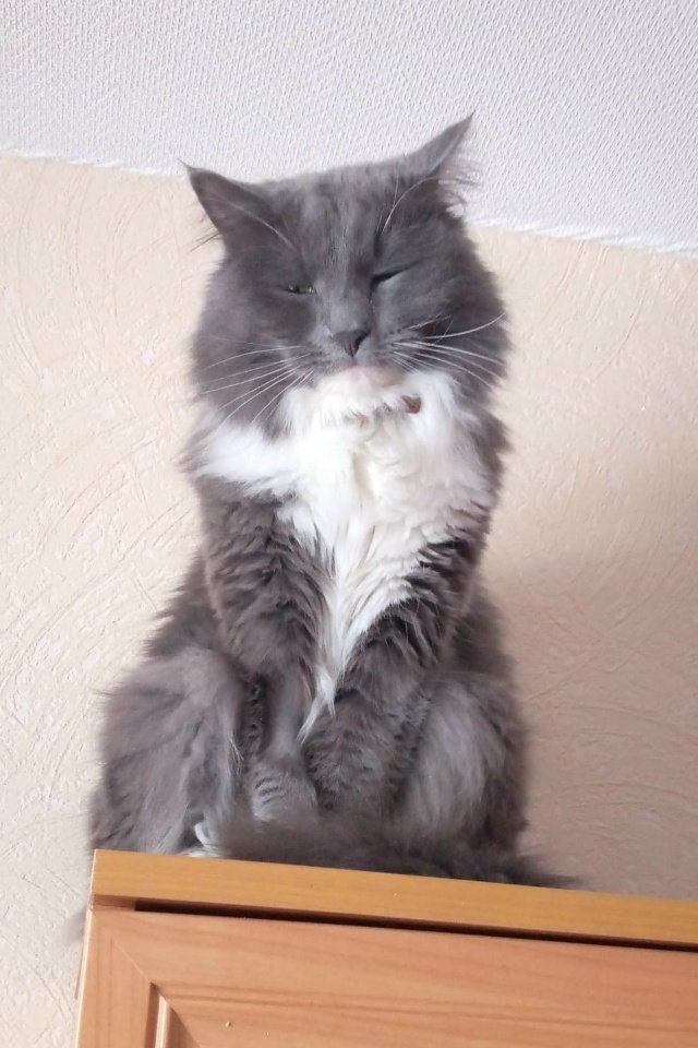 Пропустите, пожалуйста! Потерялся кот, район Никольско...