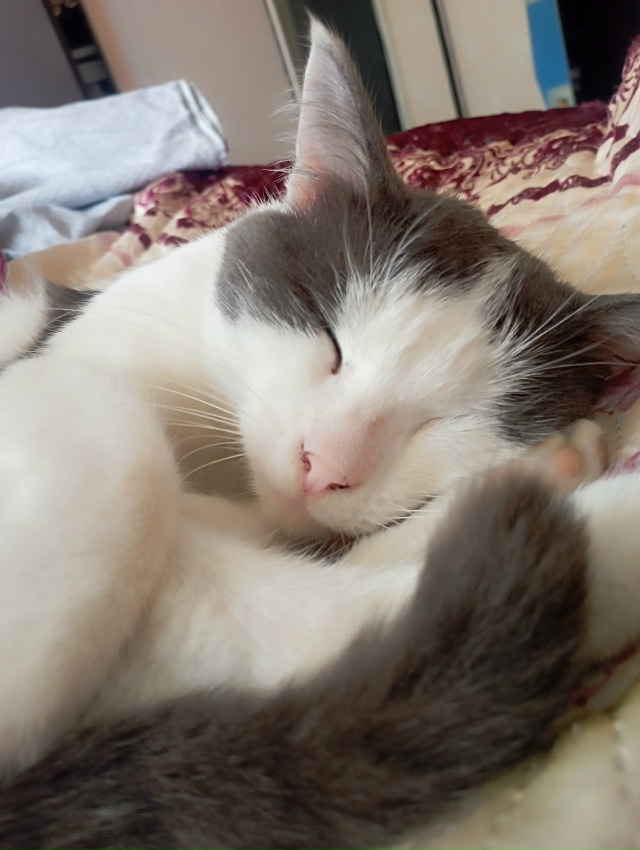 В районе Степняка пропал кот по кличке Кузя. Может кто-?...