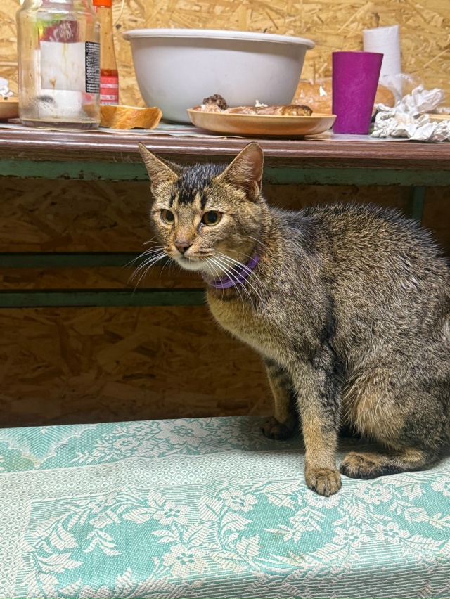 Кто потерял кошку?
У себя долго держать не можем
У нас ?...