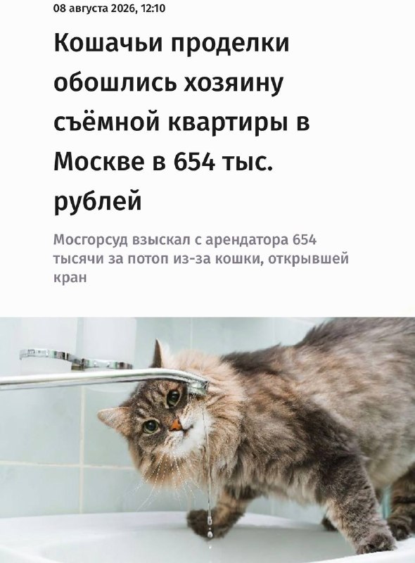 Обалдеть, котик затопил квартиру в Москве — и нет, это не рофл. Пушистый случайно открыл лапкой кран