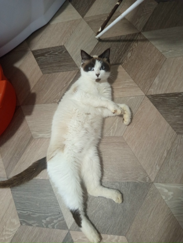 Чея кошечка ? По поводу кошки писать в ЛС