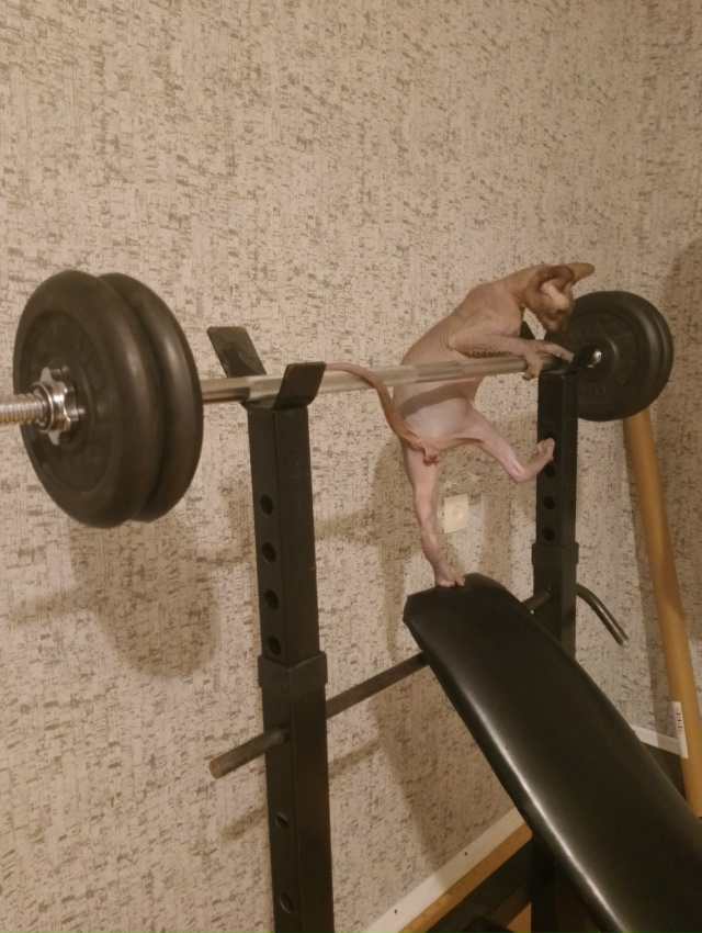 Я спортик ...ля😅Анубис,любимый ухо и носокусака