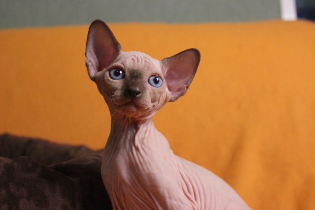 Малышка. Мумбаи очень ласковая, нежная и робкая девочк?...