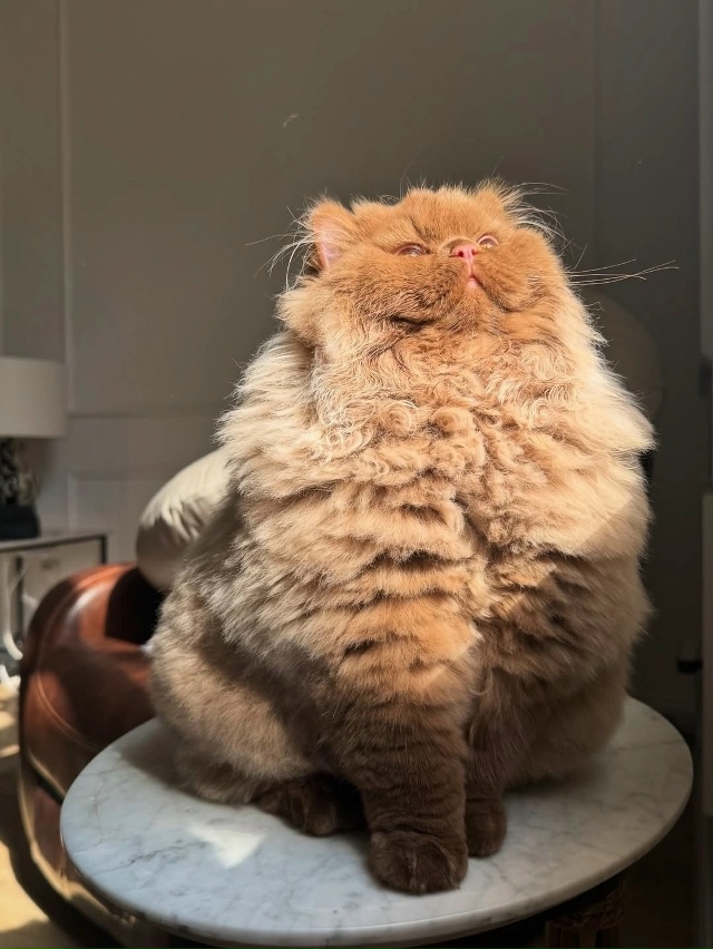 Такой шоколадный медвежонок 🤎