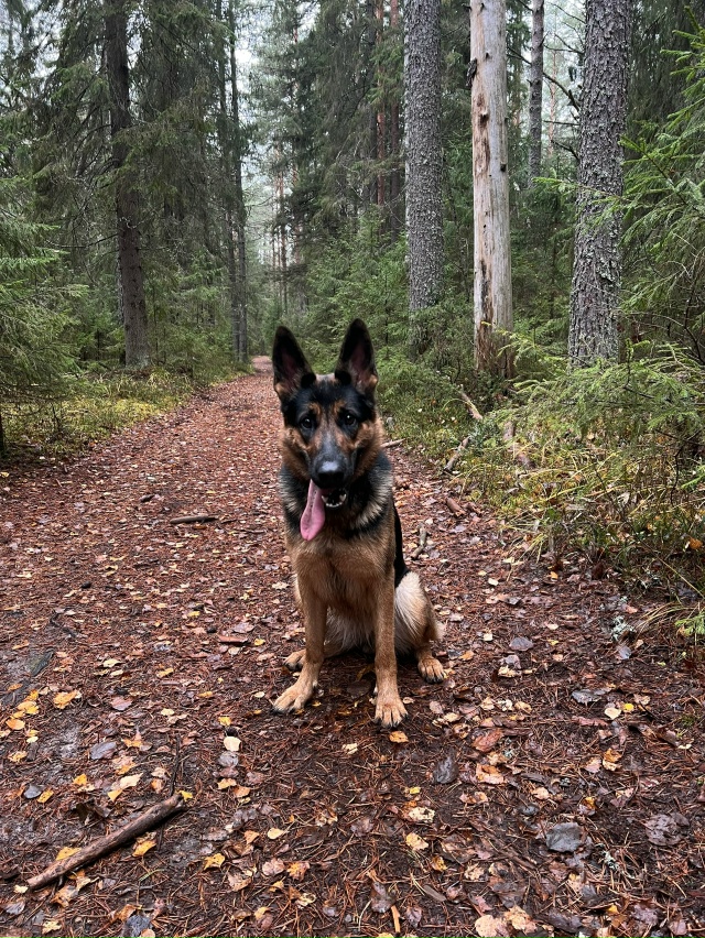Добрый день! С участка пропала собака по кличке Дора, К?...