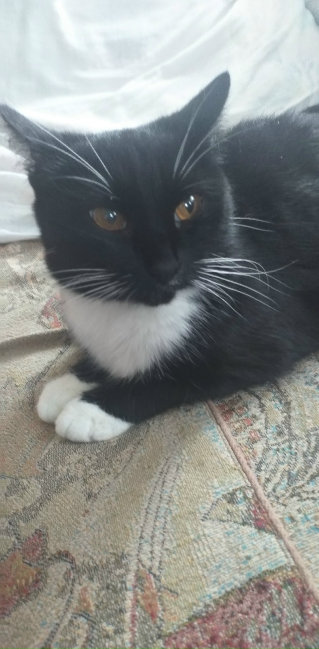 Пушинка ฅ( •ω•)ฅ