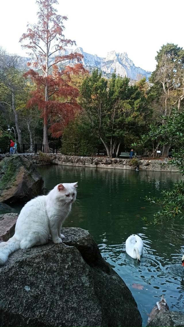 У знаменитой пары лебедей-шипунов подросло пернатое п?...